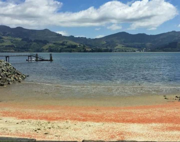 Plaže obojene u crveno zbog uginuća miliona jastoga