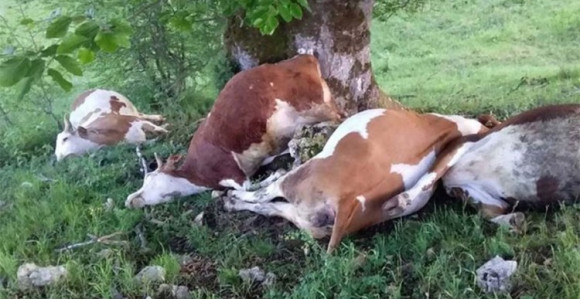 Grom ubio četiri steone krave u Han Pijesku