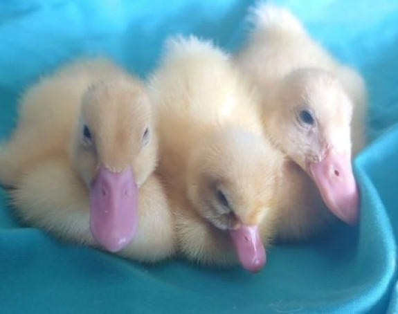 Pačići se izlegli iz jaja iz supermarketa!