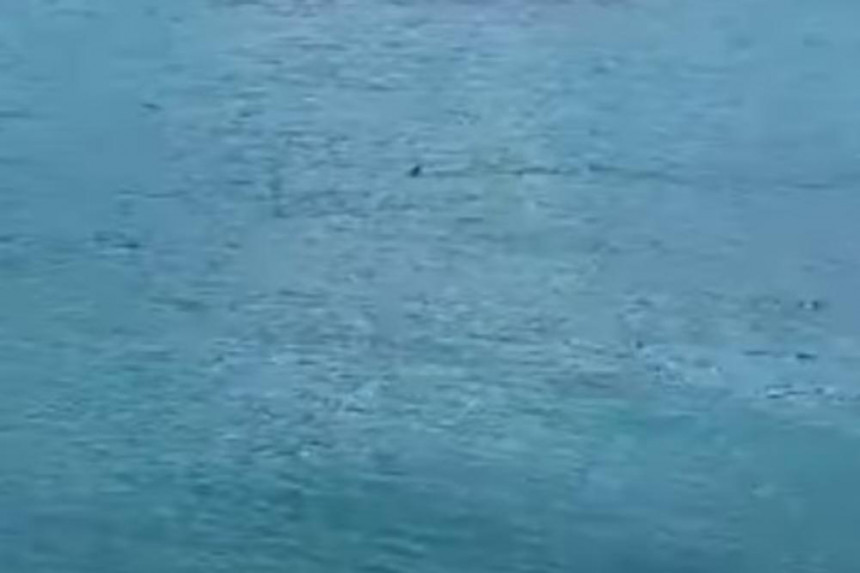 Ајкула виђена на дубровачкој плажи, купачи побјегли