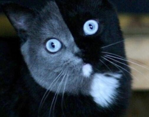 Potomci poznatog mačka sa dva lica, podelili očeve boje!