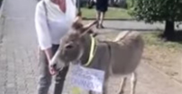 Magarac doveden ispred zgrade opštine u Budvi