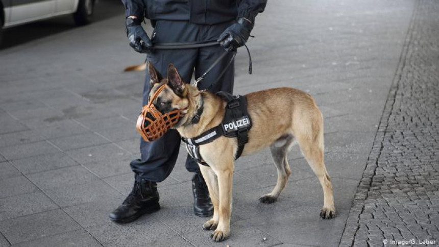 U Njemačkoj se psi obučavaju da otkrivaju koronu