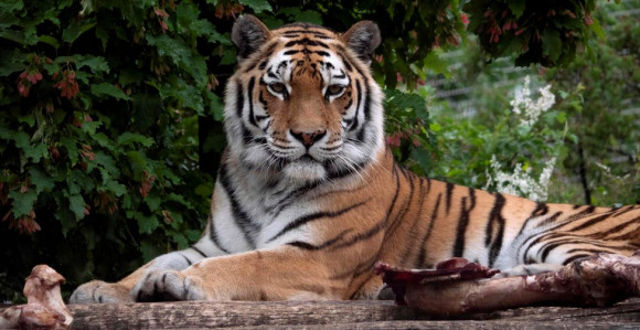 Cirih: Tigrica pred posjetiocima ubila radnicu