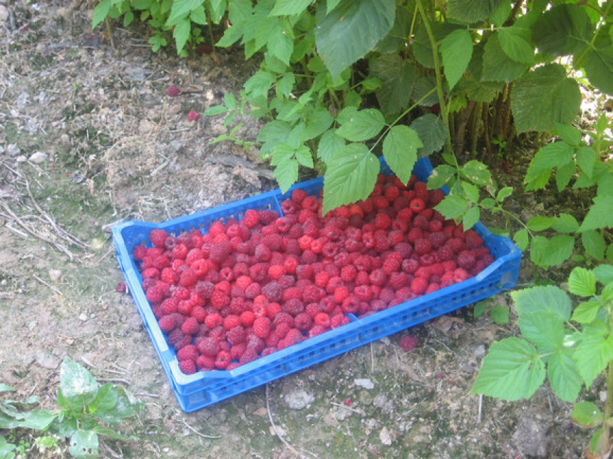 Malinari: Cijenu maline uskladiti s onom u Srbiji