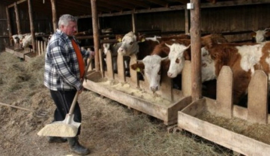 Stočari na mukama, blokiran izvoz mesa za Tursku