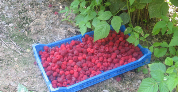 Malinari: Cijenu maline uskladiti s onom u Srbiji