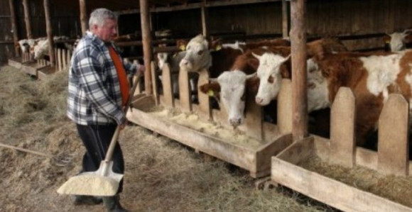 Stočari na mukama, blokiran izvoz mesa za Tursku
