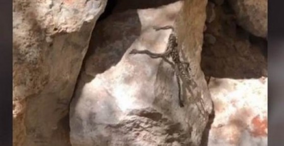 Neobično misteriozno stvorenje: Niko ne zna šta je to?! (VIDEO)