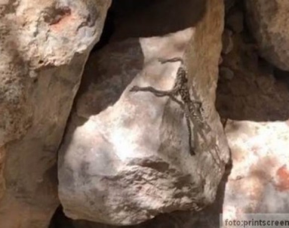 Neobično misteriozno stvorenje: Niko ne zna šta je to?! (VIDEO)