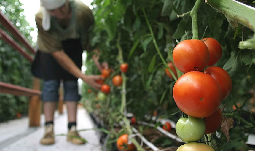 Farma u Velikoj Britaniji novo žarište korone