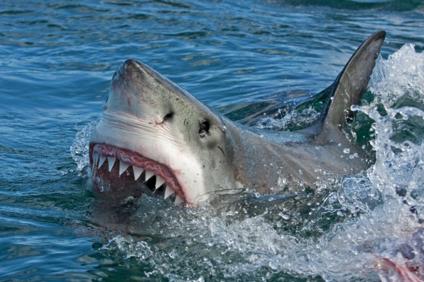 Велика бела ајкула им кренула на мотор брода а они све то забележили камером!