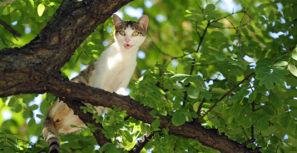 Spasi me, ne puštam te! (VIDEO)