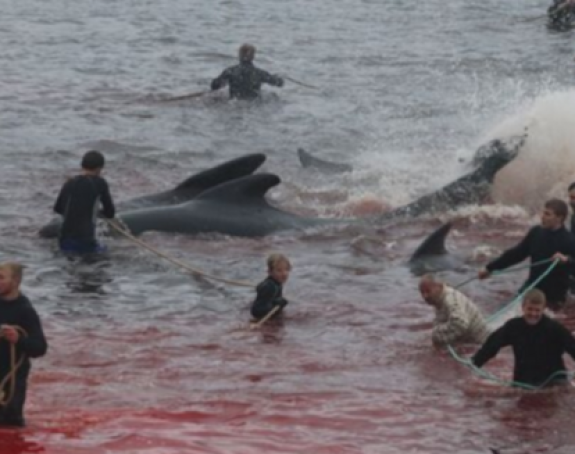 Užasna tradicija: Ubijanje kitova i delfina