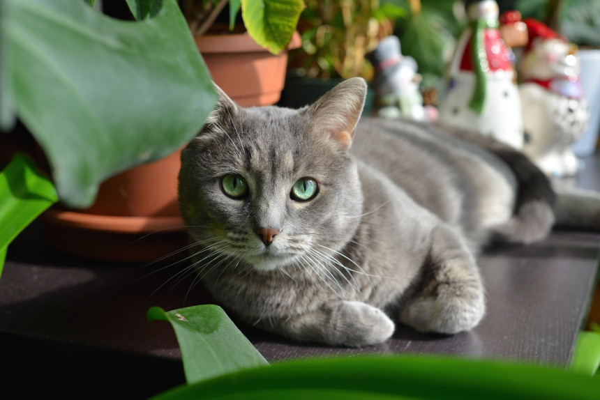 Muškarac "krivi" mačku što mu je žena opet trudna- probušila mu kondome!?