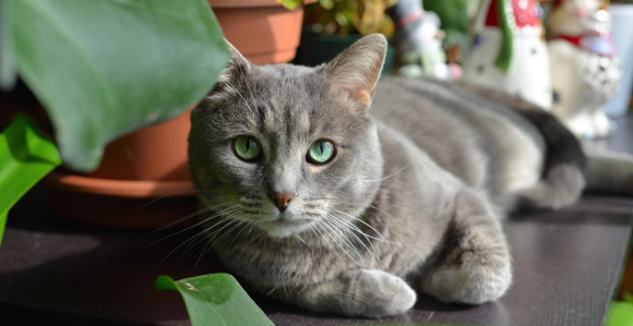 Muškarac "krivi" mačku što mu je žena opet trudna- probušila mu kondome!?