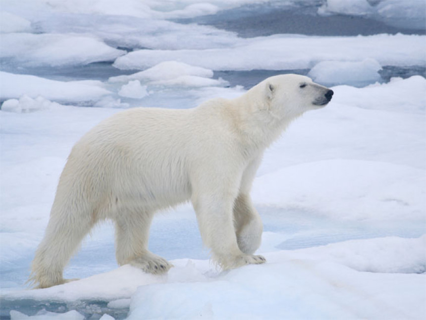 Polarni medvjedi će nestati do 2100. godine