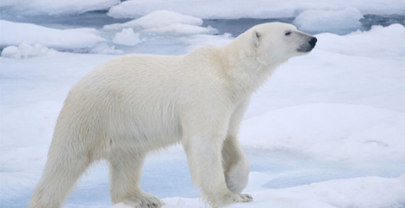Polarni medvjedi će nestati do 2100. godine