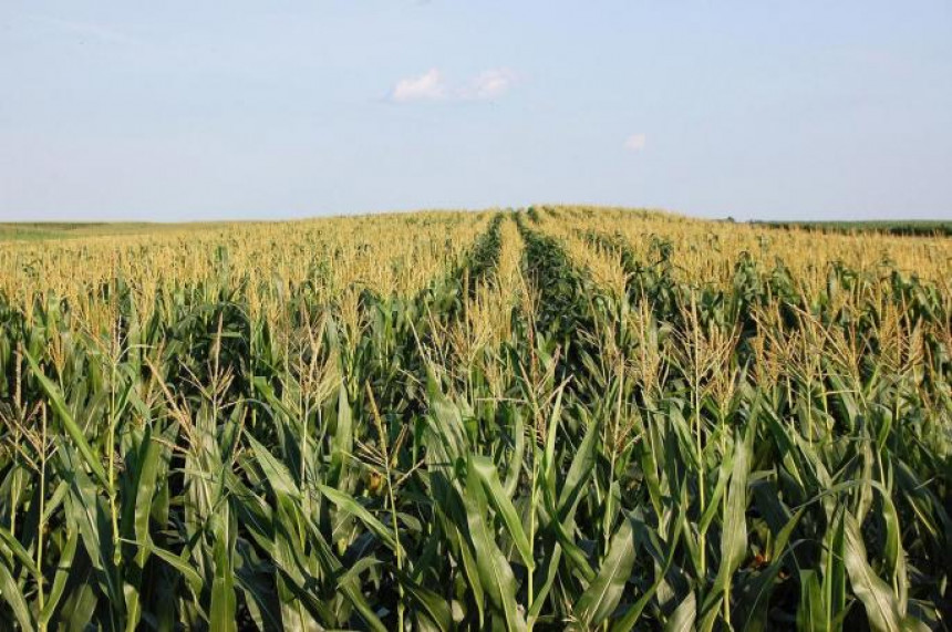 Родна година: Принос кукуруза задовољавајући