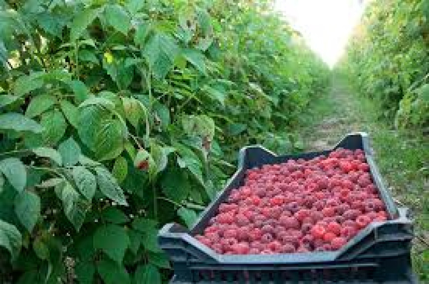 Berba maline pri kraju, otkupna cijena nije poznata