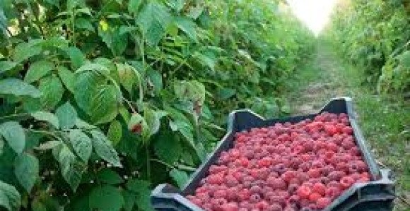 Berba maline pri kraju, otkupna cijena nije poznata