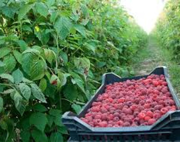Berba maline pri kraju, otkupna cijena nije poznata