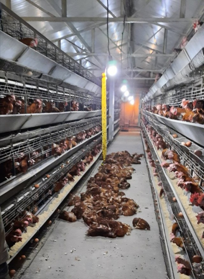 Udar groma u Priboju: Ugušilo se 1.400 koka nosilja