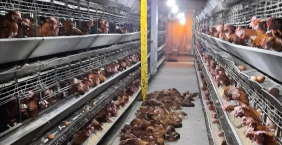 Udar groma u Priboju: Ugušilo se 1.400 koka nosilja