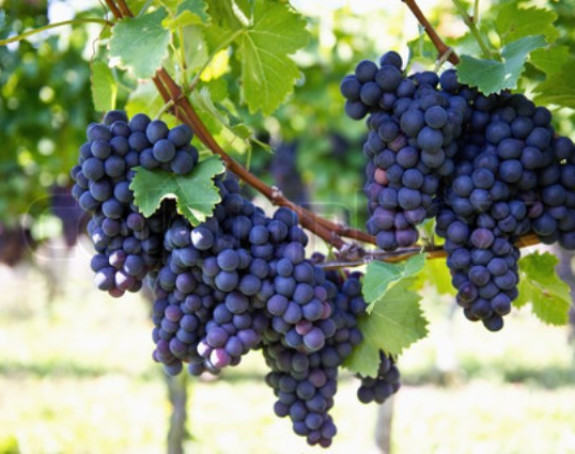 Crno grožđe, riznica vitamina i zdravlja