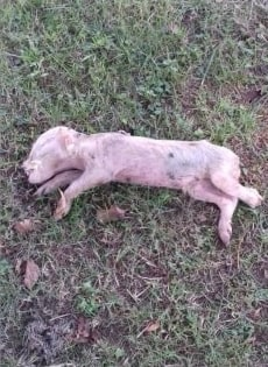 Bratunac: Uginula svinja bačena u harem džamije