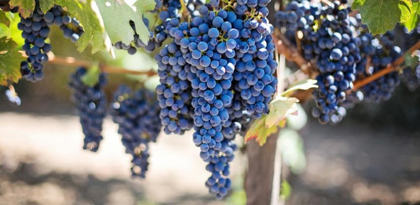 U Srpsku zabranjen uvoz oko 12,5 tona grožđa iz Albanije