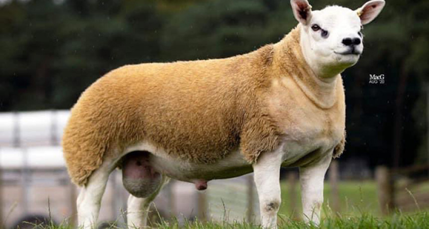 Najskuplja ovca na svijetu prodata za 490.000 dolara