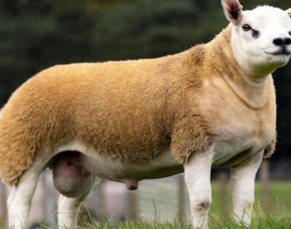 Najskuplja ovca na svijetu prodata za 490.000 dolara