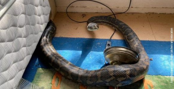Dva velika pitona propala kroz plafon kuhinje! (FOTO)