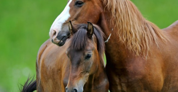 Konji nađeni iskopanih očiju, odsečenih ušiju