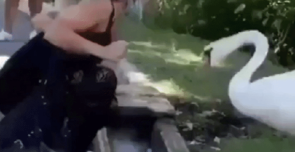 Labud navukao masku devojci! (VIDEO)