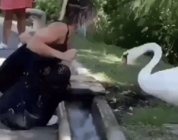 Labud navukao masku devojci! (VIDEO)