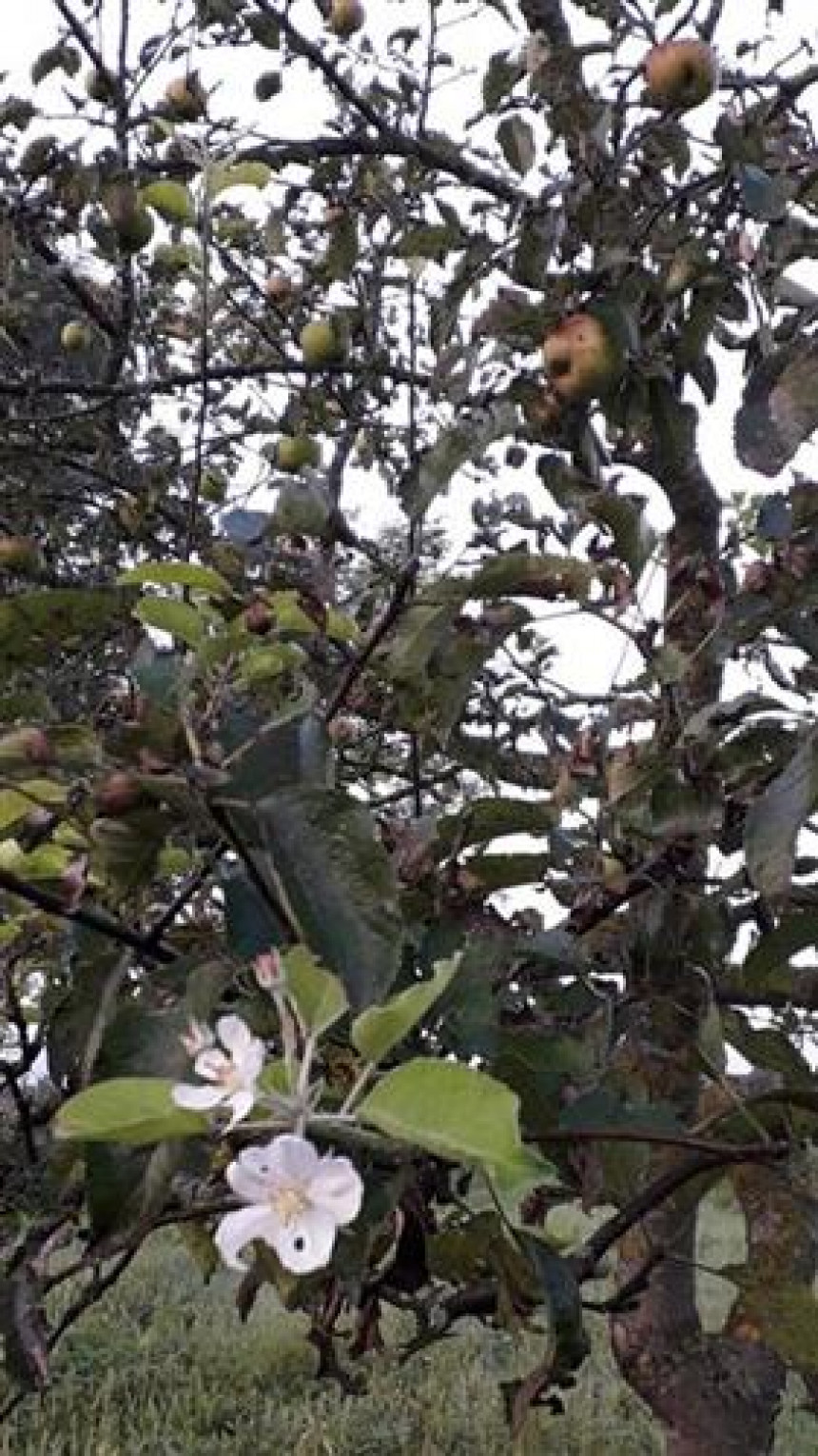 Čudo na Sokocu: Jabuka procvjetala u septembru