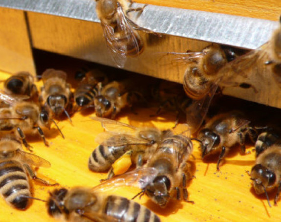 Ukrali košnice sa pčelama u selu Domrke kod Gacka