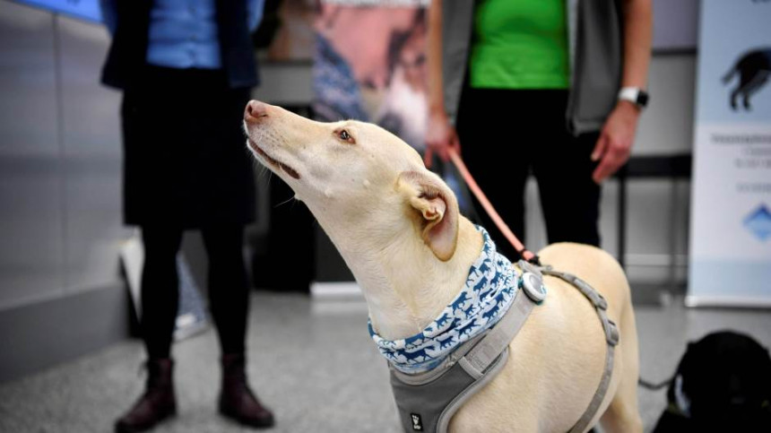 У Хелсинкију на аеродрому пси откривају корону!