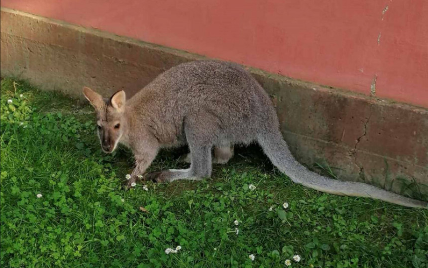 Још није пронађен кенгур који је побјегао у Бијељини
