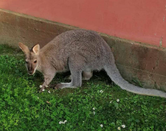 Još nije pronađen kengur koji je pobjegao u Bijeljini
