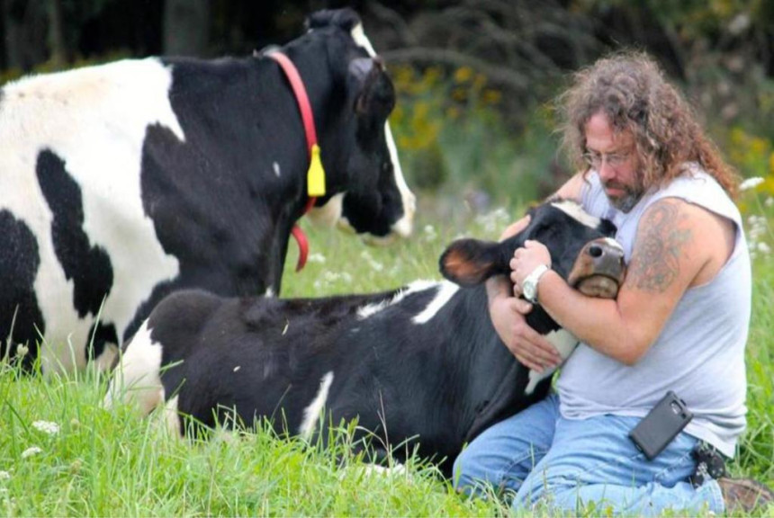 Zagrlite kravu i oslobodite se stresa! (VIDEO)