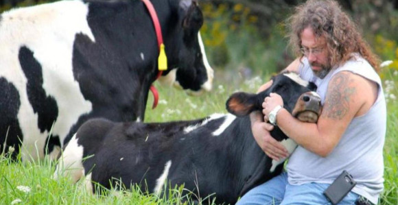 Zagrlite kravu i oslobodite se stresa! (VIDEO)