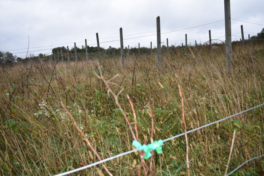 Gdje je ispario novac i šta bi od projekta "Urbana poljoprivreda" u Banjaluci?! (FOTO)