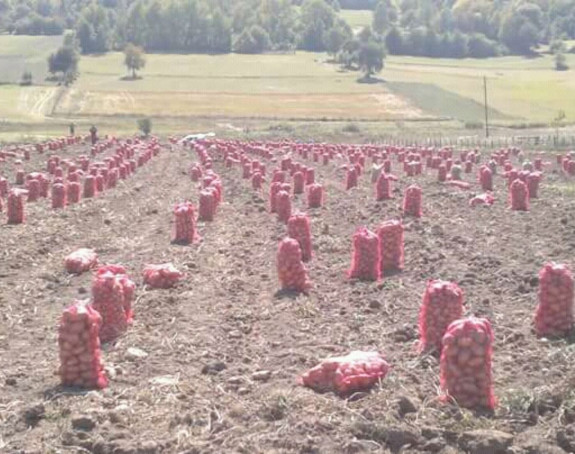 Rogatički krompir rodio, preniska otkupna cijena