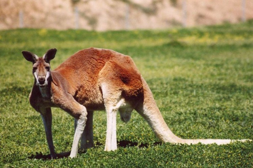 Odbjegli bijeljinski kengur Koki Kol umakao i dronu
