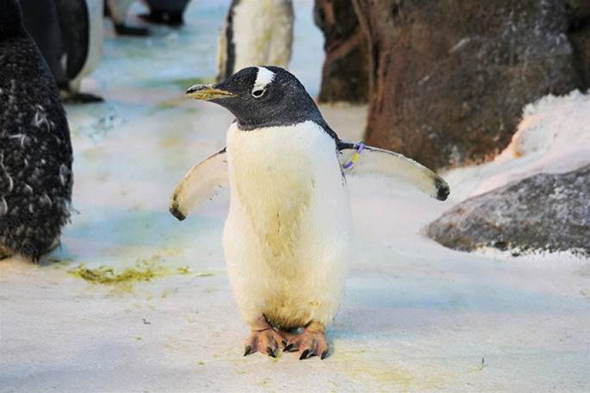 Олде је најстарији пингвин на свету! (ВИДЕО)