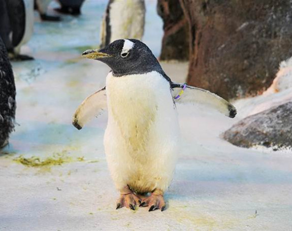 Олде је најстарији пингвин на свету! (ВИДЕО)
