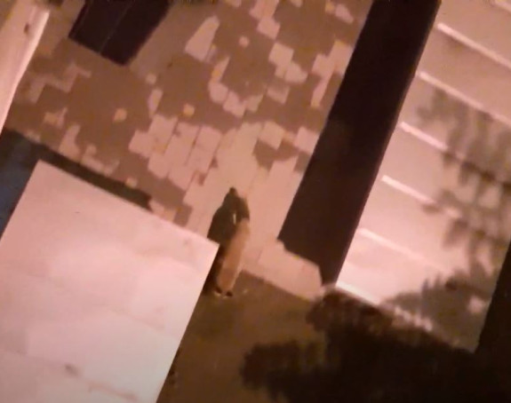 Zanimljivost: Lisica šeta banjalučkim ulicama (VIDEO)